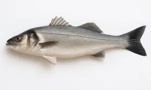 Labraks, co to za ryba? To elegancka ryba morska o srebrzystych łuskach, idealna do grillowania.