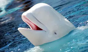 Biała beluga ryba z otwartym pyskiem w wodzie, widać różowe wnętrze i małe zęby.