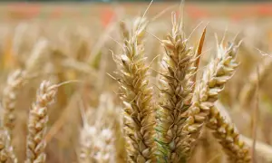 Złote kłosy żyta, bogate w gluten, dojrzewają na polu.