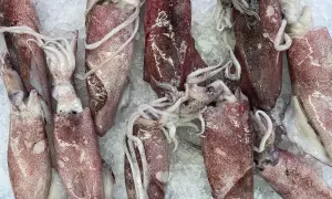 Świeże, różowe baby squid leżą na lodzie, gotowe do przyrządzenia.