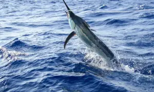 Potężny swordfish wyskakuje z wody, jego ostrze wbite w błękitne fale.