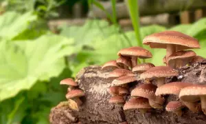 Grzyby azjatyckie, takie jak shiitake, rosną na pniu drzewa, otoczone zielenią.