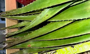 Zielone liście aloesu, ząbkowane na brzegach, leżą ułożone jeden na drugim. Czy aloes jest zdrowy? Tak, jego żel jest ceniony za właściwości.