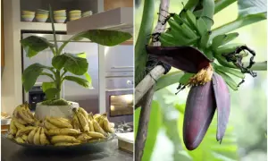 Dwa ujęcia: bananowiec w donicy z owocami w kuchni i kwiat bananowca z młodymi bananami na drzewie.