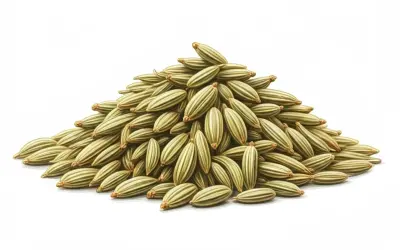 Góra nasion kopru włoskiego, znanych jako fennel seeds po polsku, tworzy stożek.