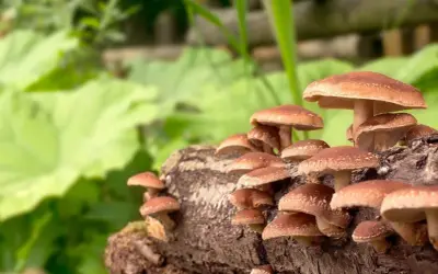 Grzyby azjatyckie, takie jak shiitake, rosną na pniu drzewa, otoczone zielenią.