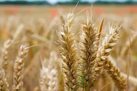 Złote kłosy żyta, bogate w gluten, dojrzewają na polu.