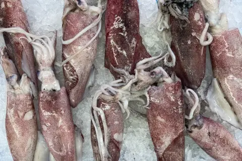 Świeże, różowe baby squid leżą na lodzie, gotowe do przyrządzenia.