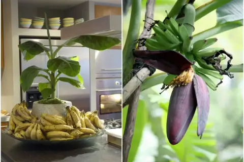 Dwa ujęcia: bananowiec w donicy z owocami w kuchni i kwiat bananowca z młodymi bananami na drzewie.