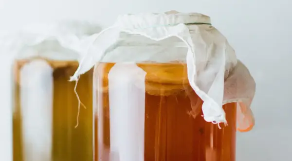 Grzybek kombucha: jak przechowywać SCOBY, by był wieczny?