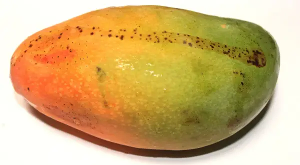 Oto jak wygląda mango: owoc o gładkiej skórce, przechodzącej od pomarańczowej do zielonej, z drobnymi, ciemnymi plamkami.
