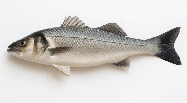 Labraks, co to za ryba? To elegancka ryba morska o srebrzystych łuskach, idealna do grillowania.