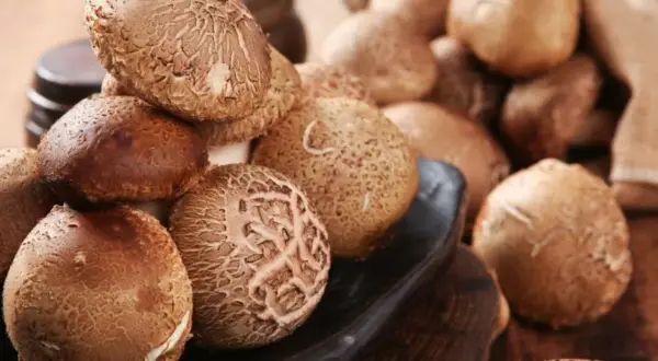 Kupa świeżych grzybów shiitake na czarnej desce, niektóre w worku jutowym.