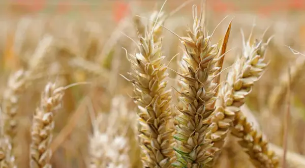 Złote kłosy żyta, bogate w gluten, dojrzewają na polu.