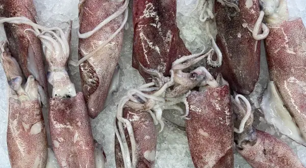 Świeże, różowe baby squid leżą na lodzie, gotowe do przyrządzenia.