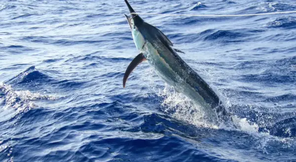 Potężny swordfish wyskakuje z wody, jego ostrze wbite w błękitne fale.