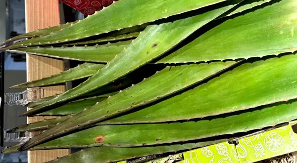 Zielone liście aloesu, ząbkowane na brzegach, leżą ułożone jeden na drugim. Czy aloes jest zdrowy? Tak, jego żel jest ceniony za właściwości.