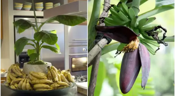 Dwa ujęcia: bananowiec w donicy z owocami w kuchni i kwiat bananowca z młodymi bananami na drzewie.