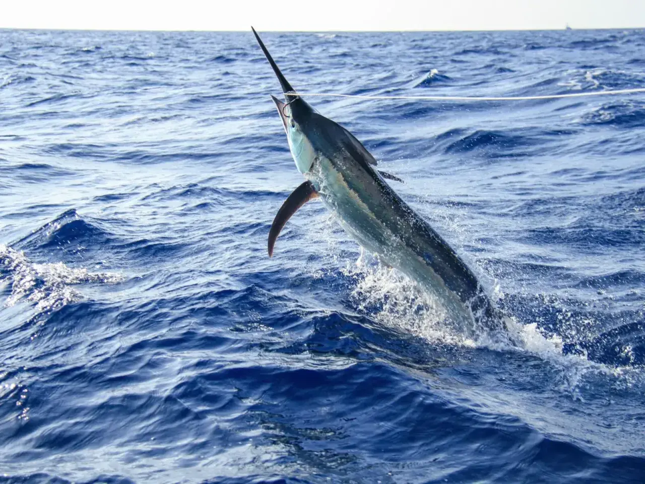 Potężny swordfish wyskakuje z wody, jego ostrze wbite w błękitne fale.