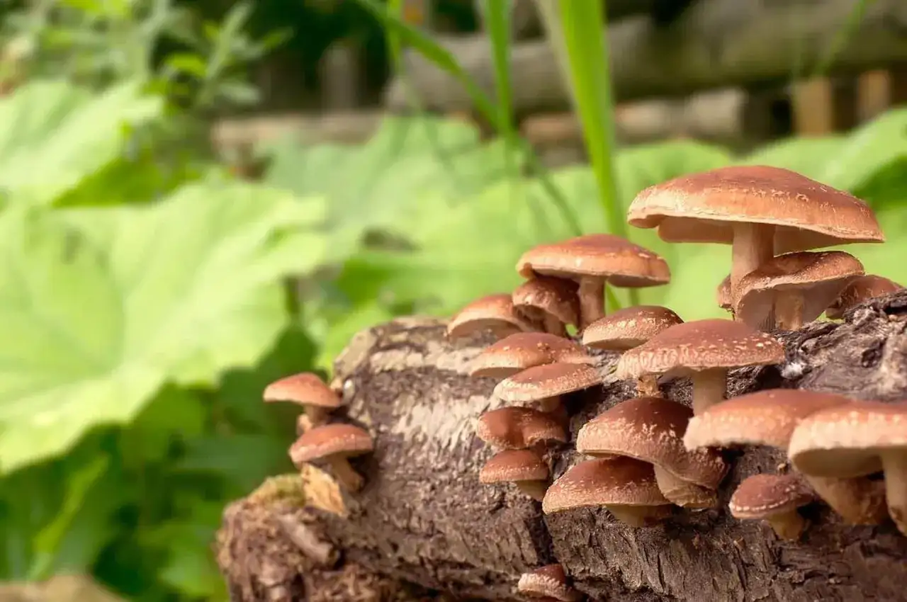 Grzyby azjatyckie, takie jak shiitake, rosną na pniu drzewa, otoczone zielenią.