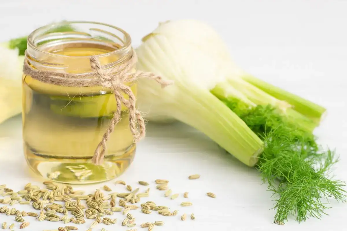 Słoiczek z olejem z kopru włoskiego, nasiona kopru i świeże bulwy. Ten aromatyczny fennel przyprawa to skarb natury.