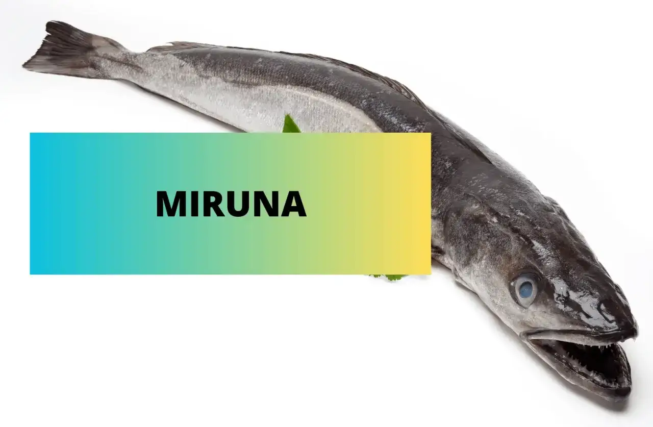 Ryba miruna wygląd cała