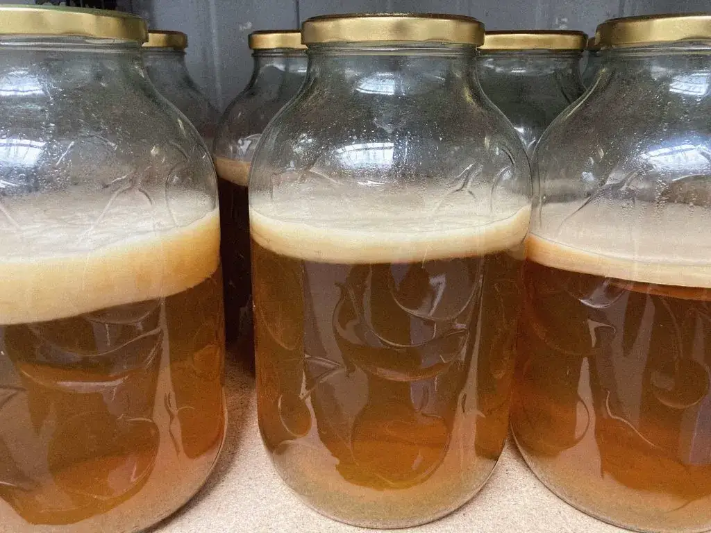kombucha proces fermentacji SCOBY