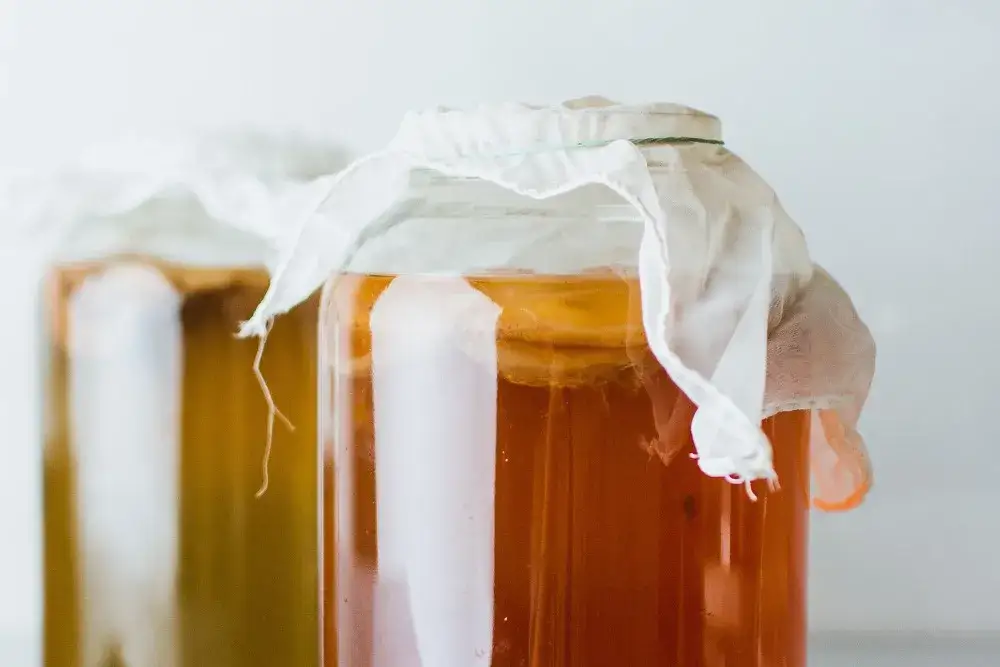 SCOBY kombucha wygląd