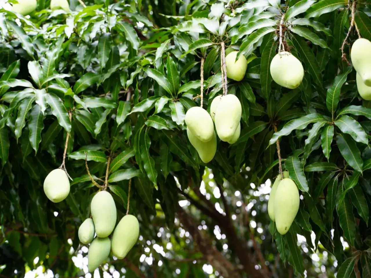 Zielone, niedojrzałe mango zwisają z gałęzi drzewa. To właśnie stąd pochodzi mango, zanim dojrzeje i nabierze słodyczy.