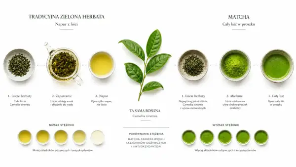 Tradycyjna zielona herbata to napar z liści Camellia sinensis, a matcha to ten sam liść mielony na proszek.