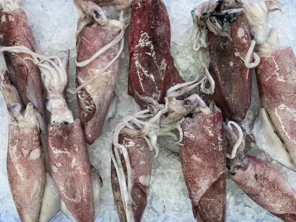 Świeże, różowe baby squid leżą na lodzie, gotowe do przyrządzenia.