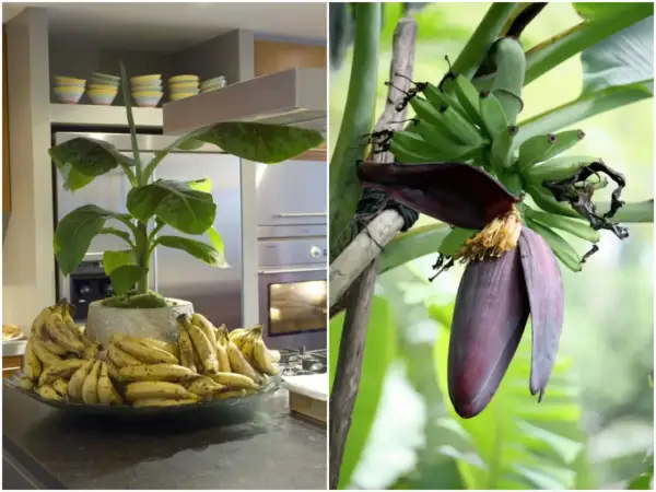 Dwa ujęcia: bananowiec w donicy z owocami w kuchni i kwiat bananowca z młodymi bananami na drzewie.